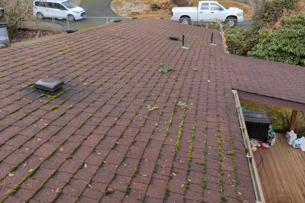 Mildew Growing On Roof