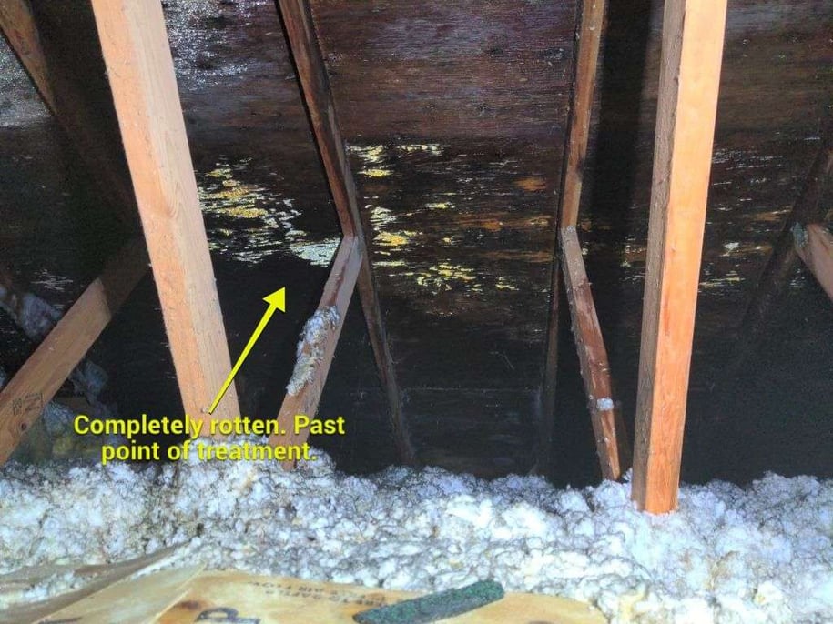 Mold Treatment Too Far Gone