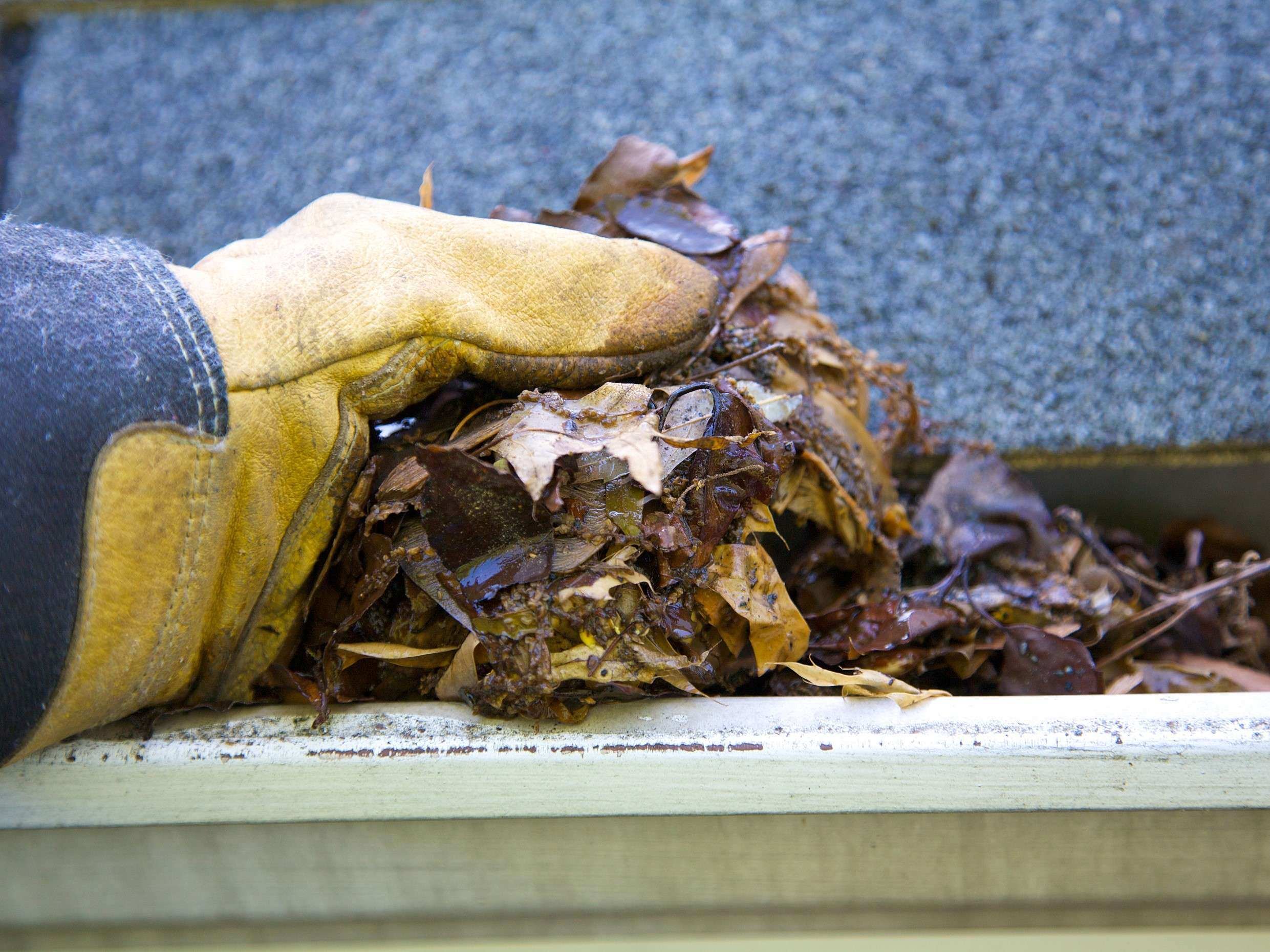 Fall Cleanup Leaves In Gutter