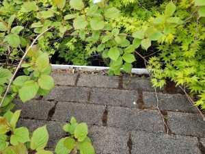 Gutter Guard Clogged