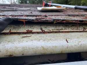 Hood Gutter Guard Pine Needles In Gutter