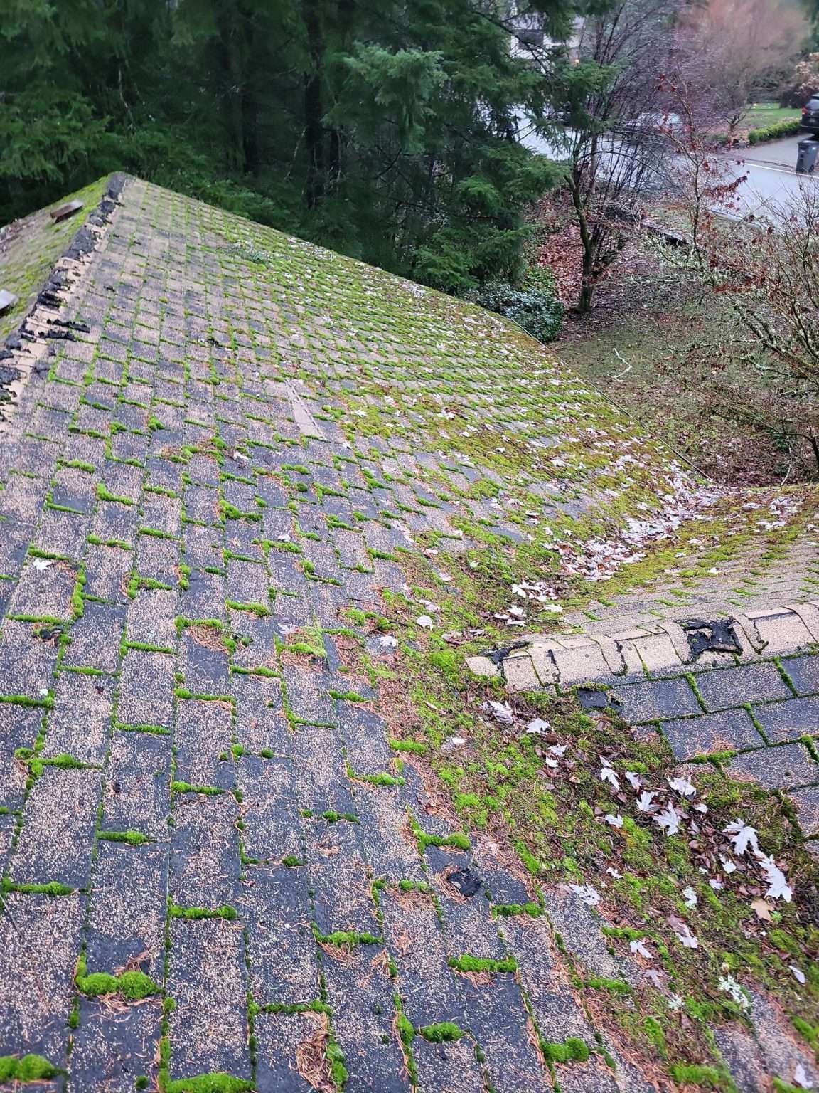 moss-roof-1152x1536