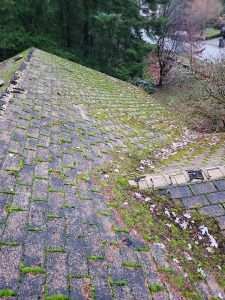 Moss Roof