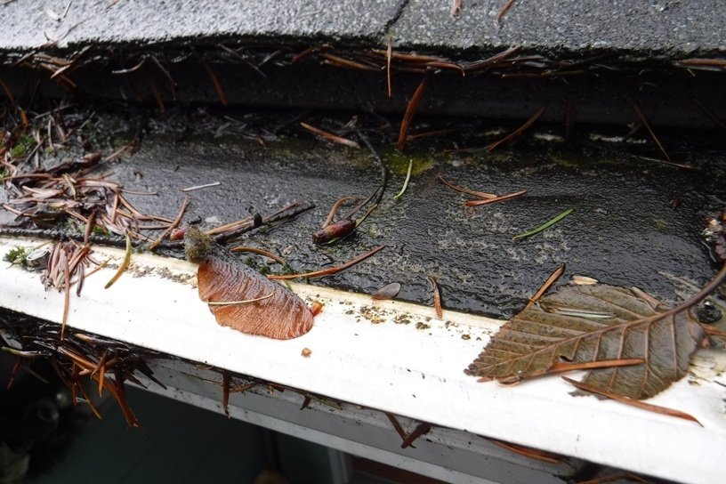 Algae Plugging LeafFilter (4)