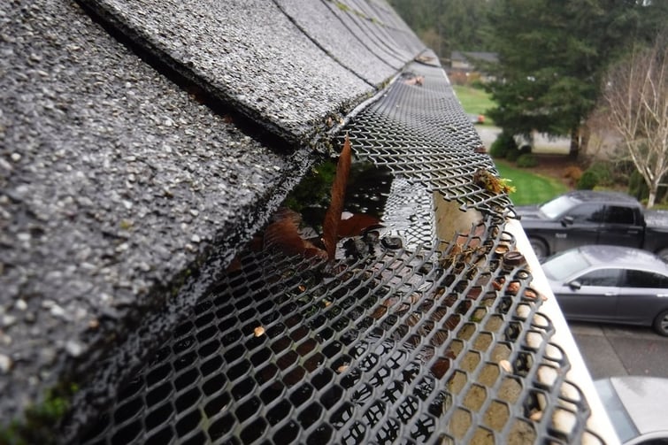 Plastic mesh gutter guard lifted at the shingle edge with leaves trapped underneath