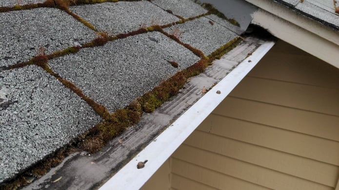 moss growing on gutter guard