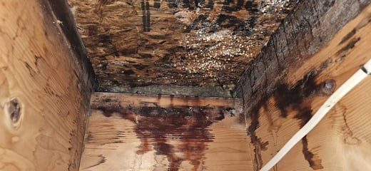 Attic roof sheathing covered in mold, with dark drip stains running down the framing from condensation