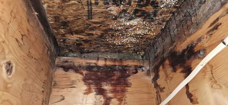 fungus and mold in attic from condensation