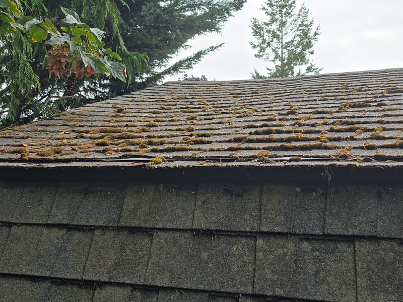 low slope roof moss