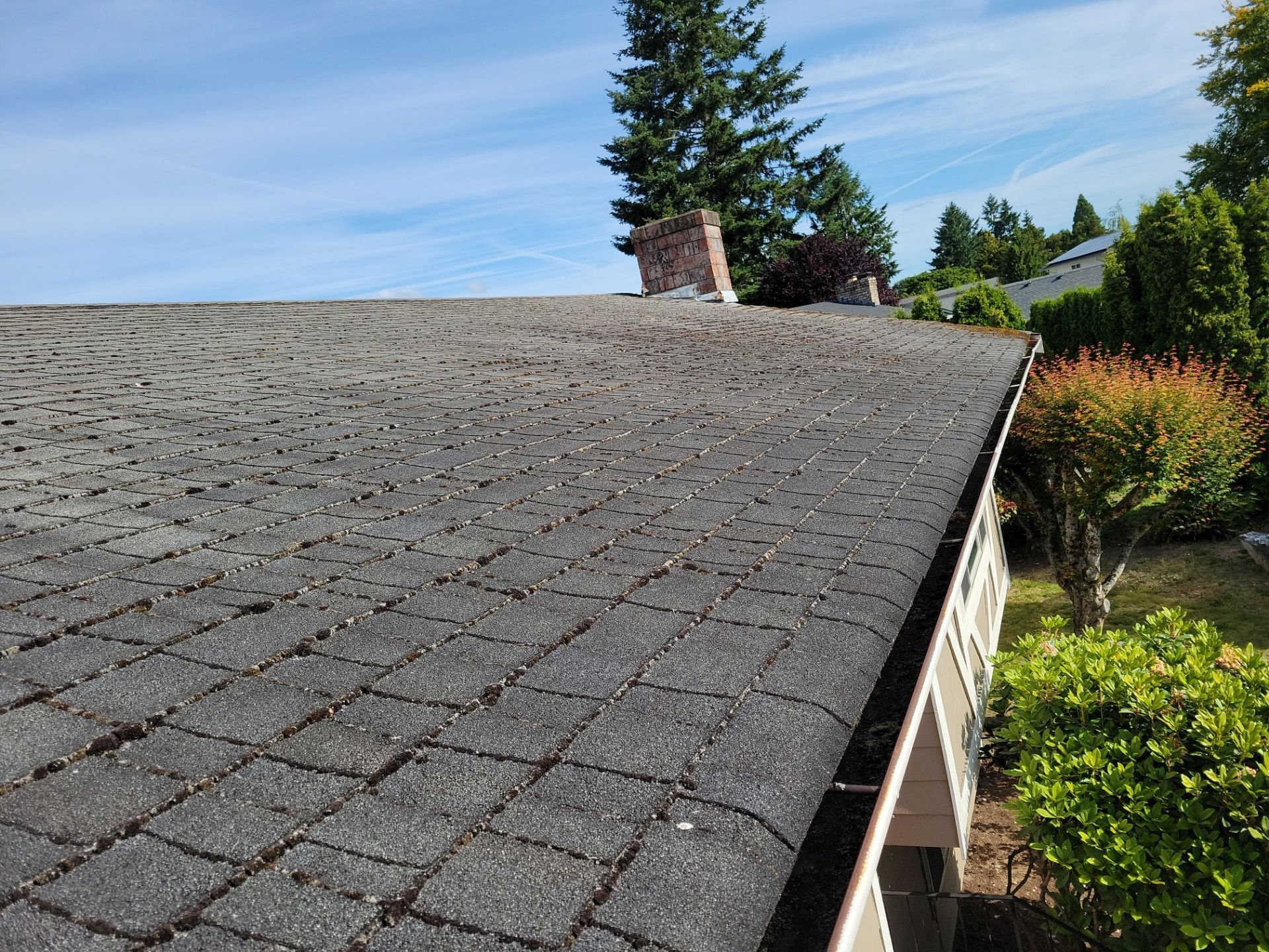 mossy old roof