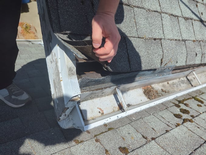 Hand lifting a dark gray asphalt shingle course above a white gutter with mesh guard beside peeling white fascia