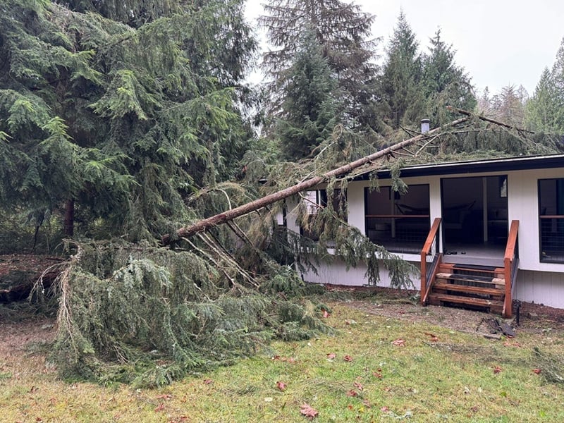 tree on roof
