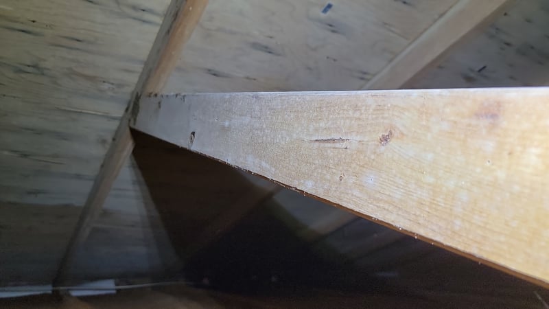 attic covered in mold