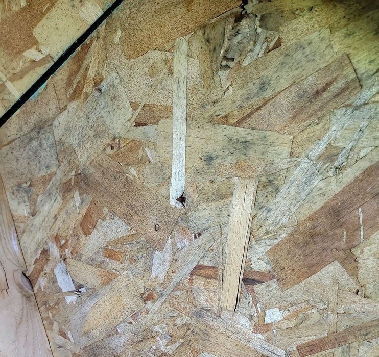attic mold example