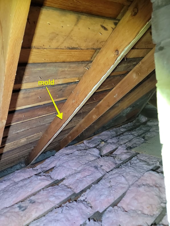 attic mold