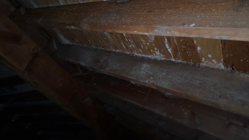 mold and fungus growing in apartment attic with a low-slope roof