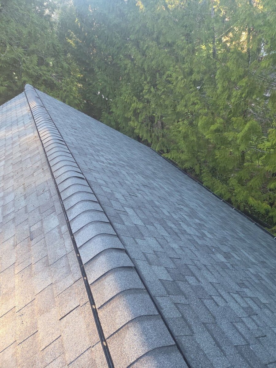 Olympia: looking down a steep gray asphalt roof toward the trees.