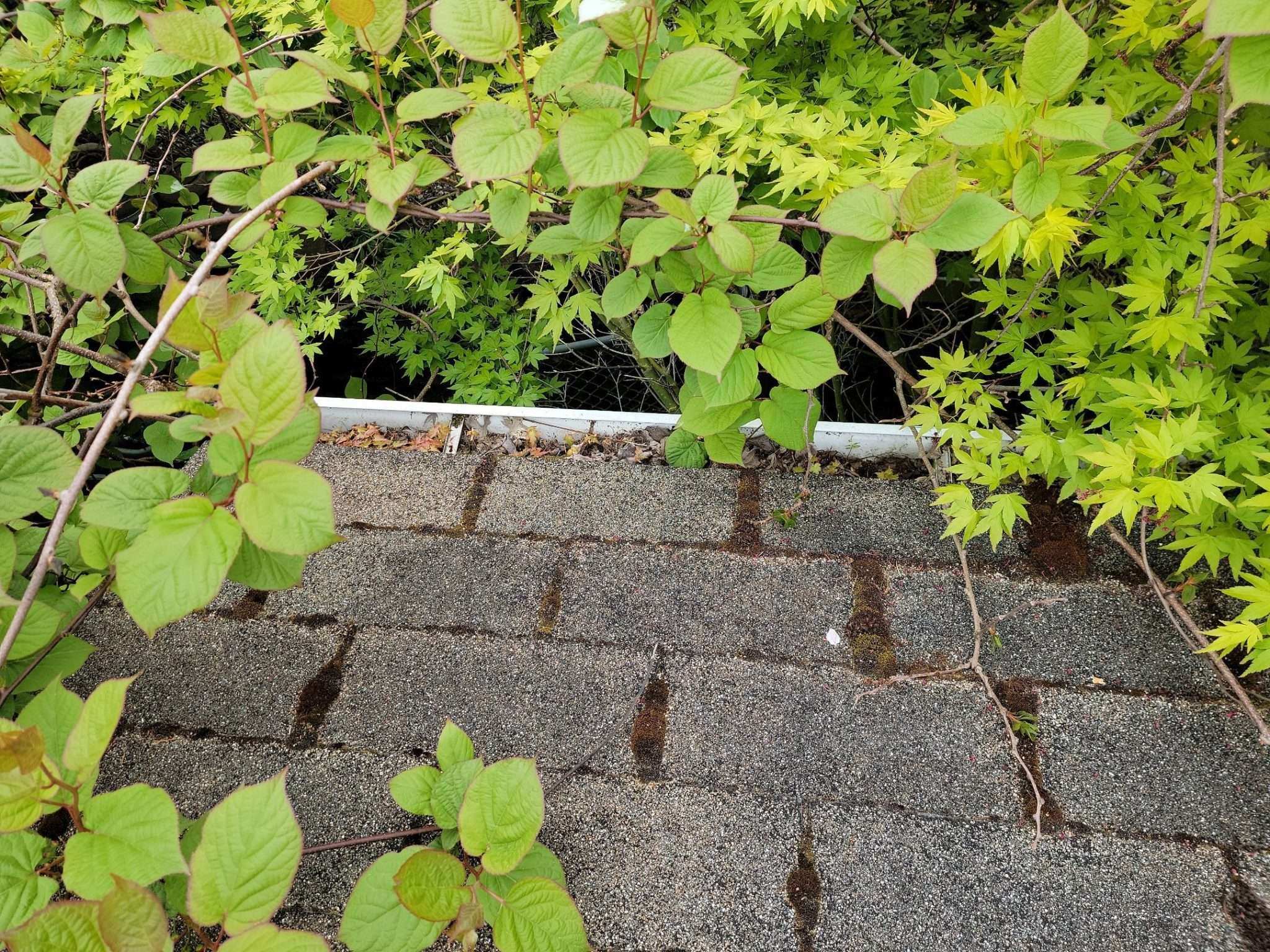 Curated visual reference: Best Gutter Guards For Seattle Homes Photo Inspiration